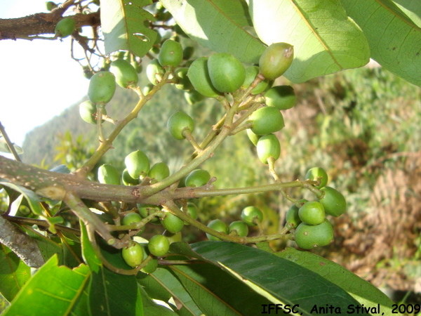 Tapirira guianensis