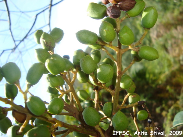 Tapirira guianensis