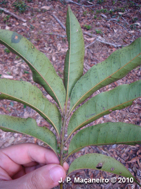 Tapirira guianensis