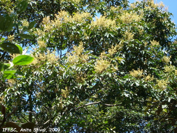 Tapirira guianensis