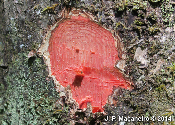 Tapirira guianensis