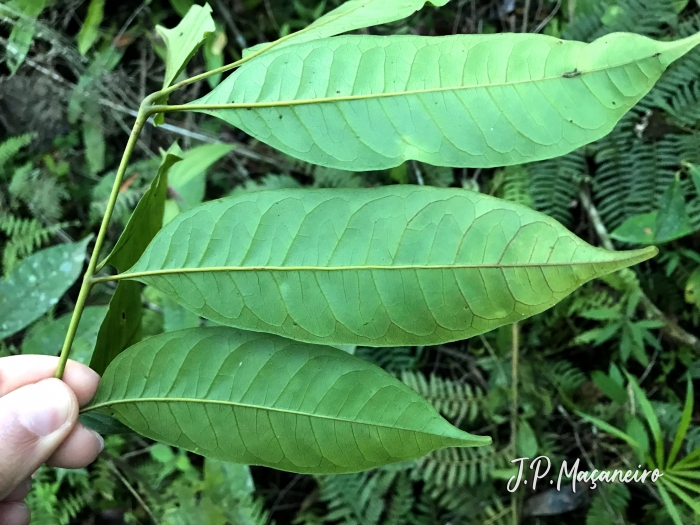 Tapirira guianensis