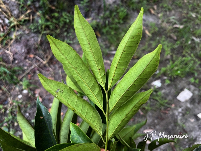 Tapirira guianensis