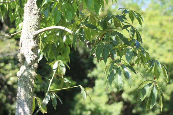 Pseudobombax grandiflorum