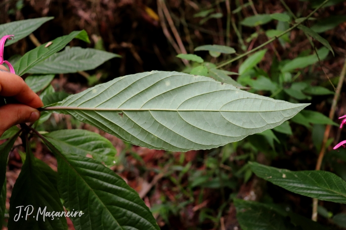 Justicia carnea