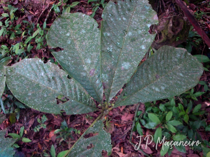 Pseudobombax grandiflorum