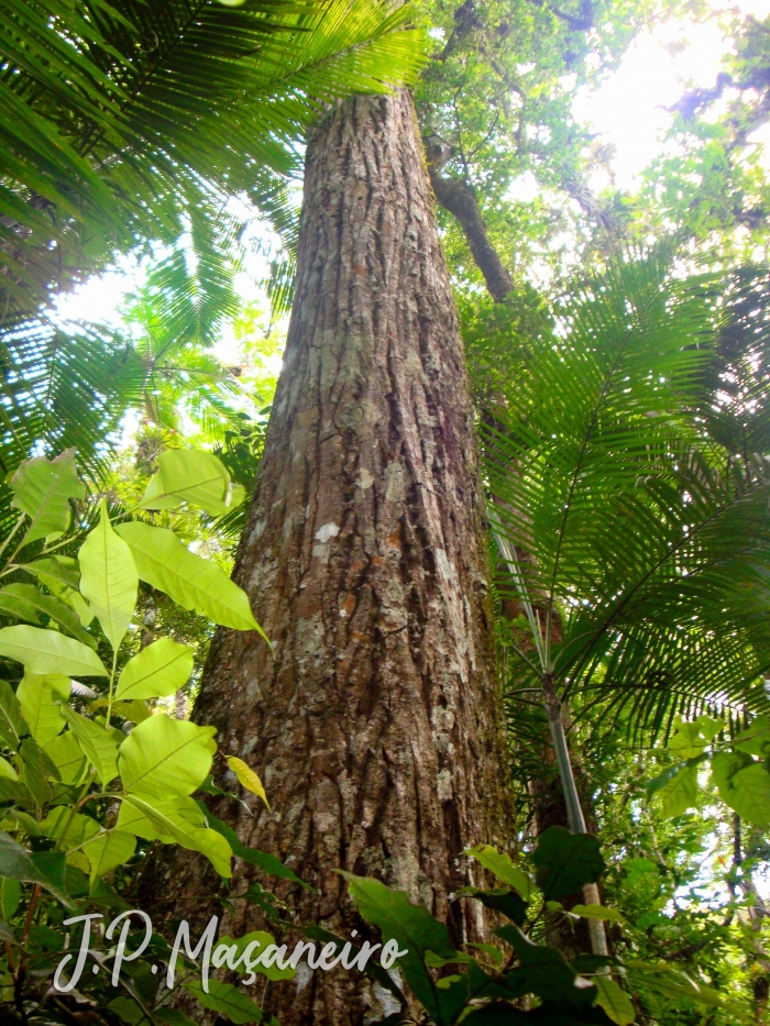 Pseudobombax grandiflorum