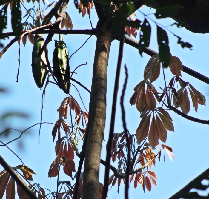 Pseudobombax grandiflorum