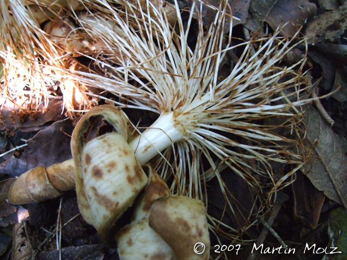 Pseudobombax grandiflorum