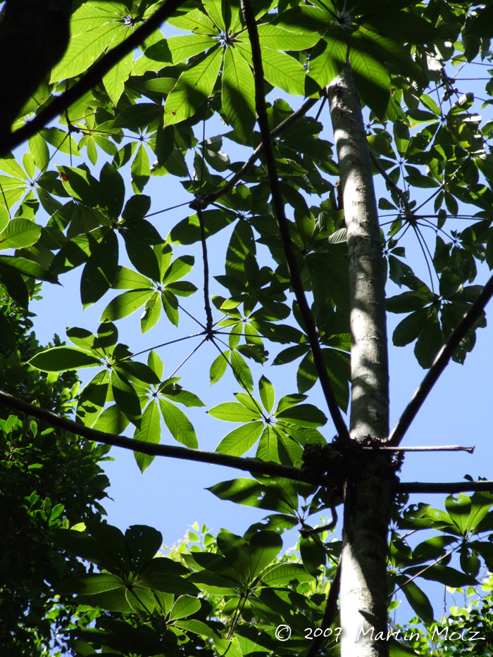 Pseudobombax grandiflorum