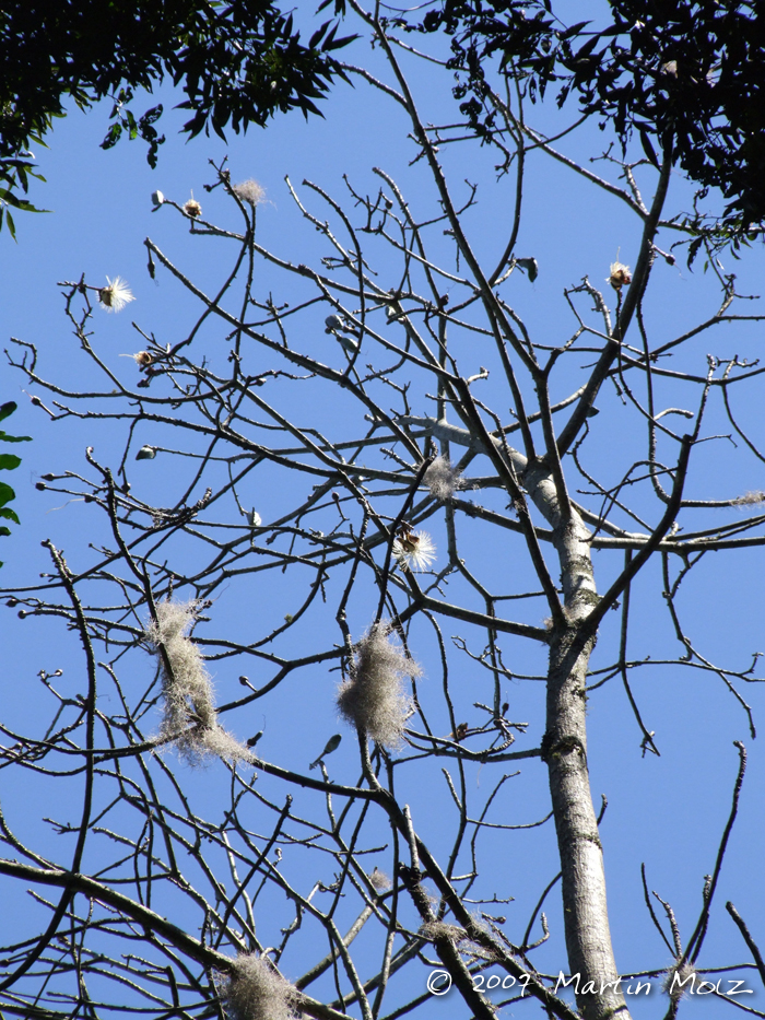 Pseudobombax grandiflorum