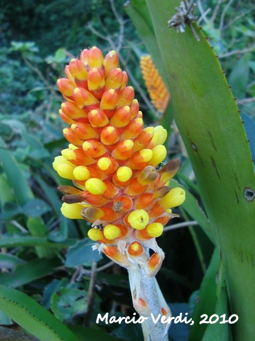 Aechmea blumenavii