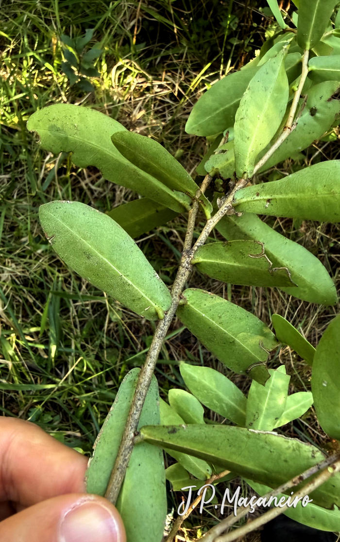 Daphnopsis racemosa