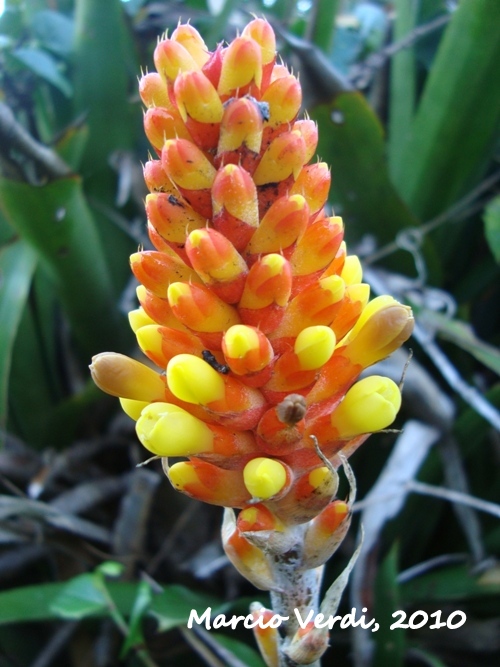 Aechmea blumenavii