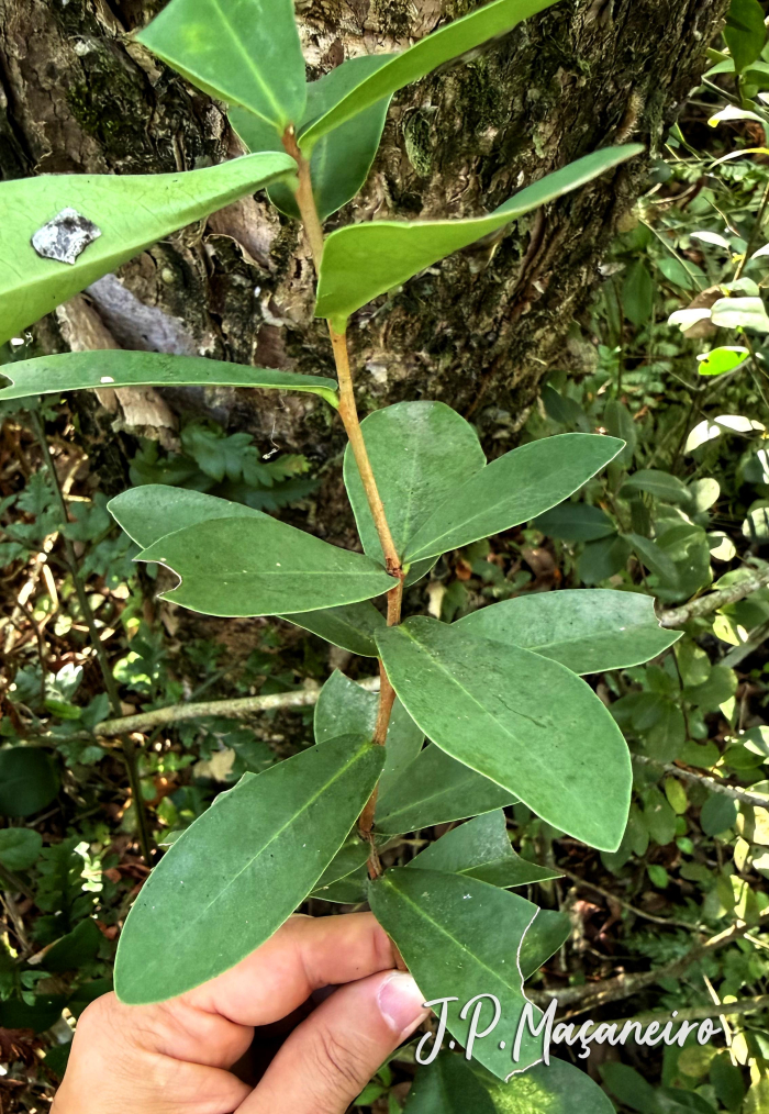 Daphnopsis racemosa