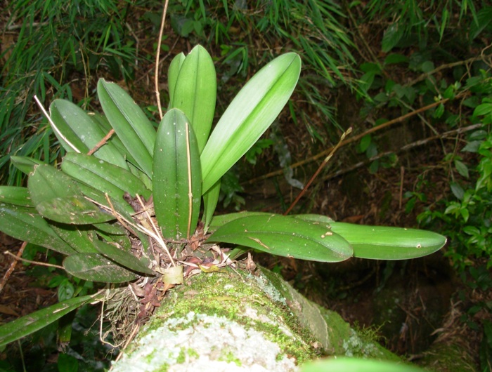 Grandiphyllum pulvinatum