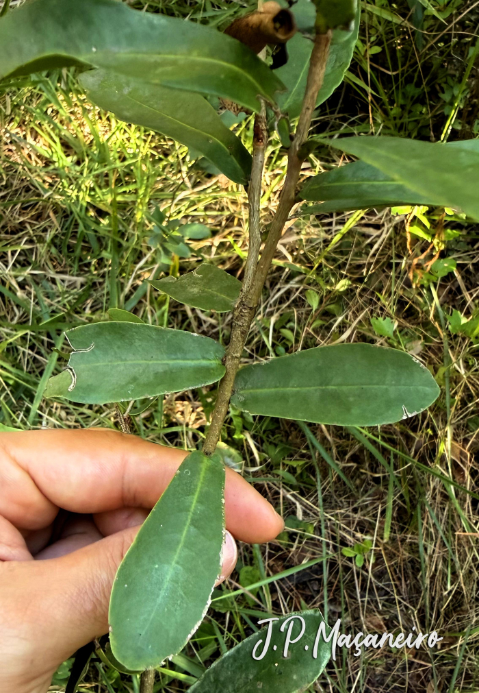 Daphnopsis racemosa