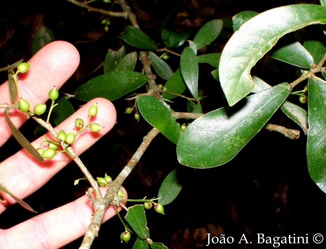 Daphnopsis racemosa