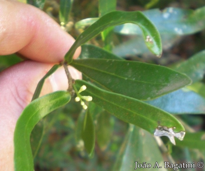 Daphnopsis racemosa