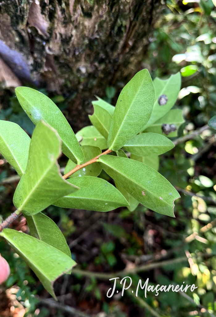 Daphnopsis racemosa
