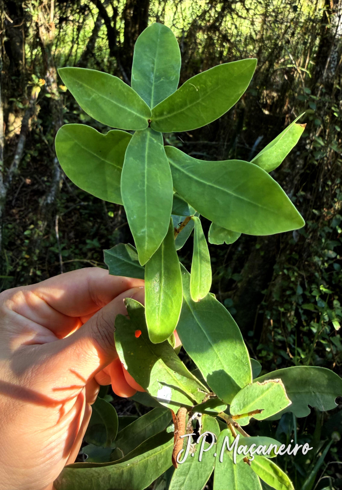 Daphnopsis racemosa