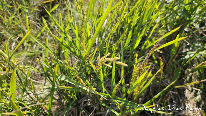 Oryza sativa