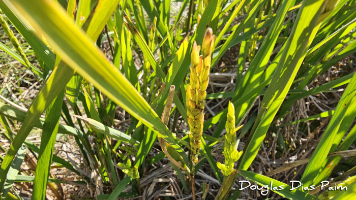 Oryza sativa
