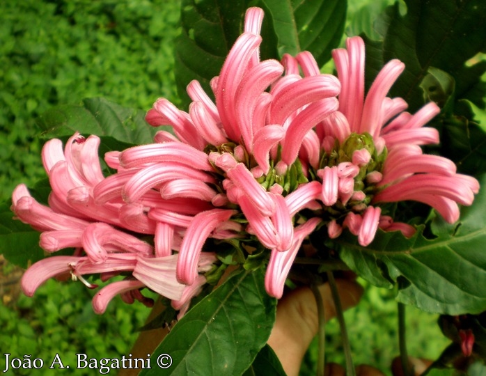 Justicia carnea