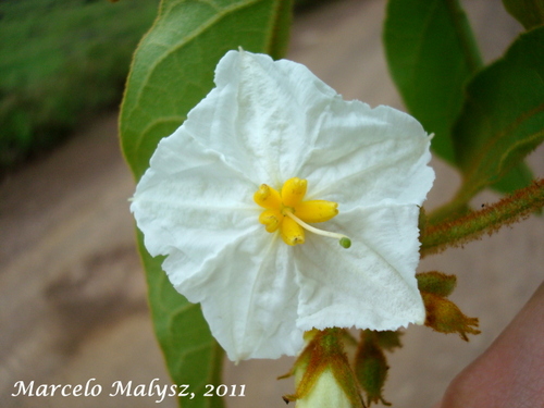 Solanum variabile