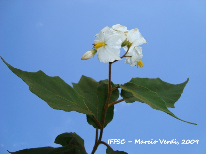 Solanum variabile