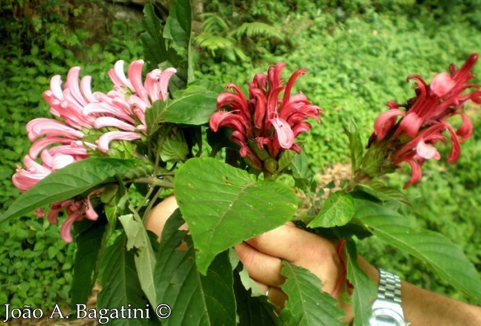 Justicia carnea