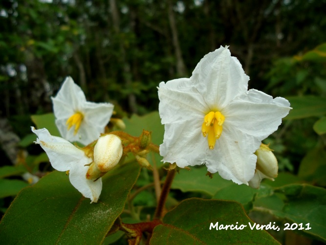 Solanum variabile