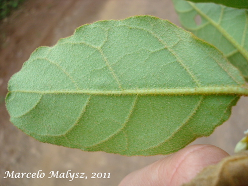 Solanum variabile
