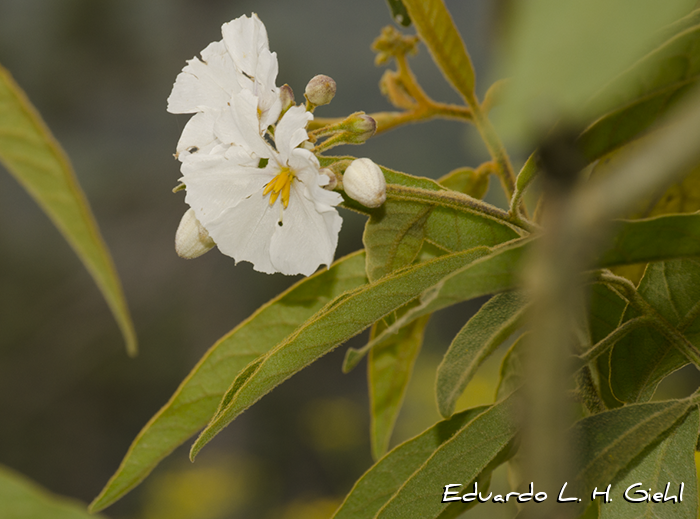 Solanum variabile