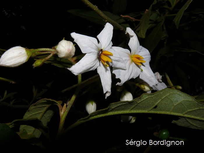 Solanum variabile