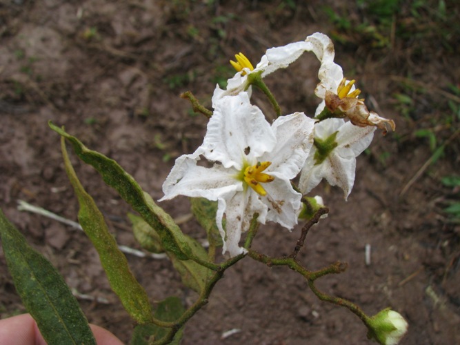 Solanum variabile