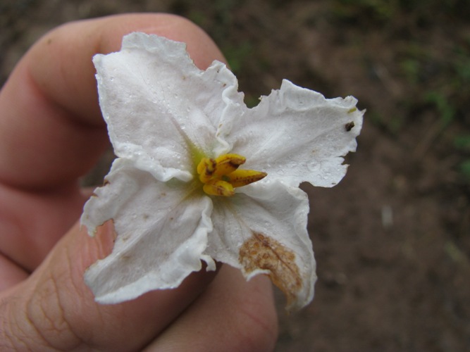 Solanum variabile