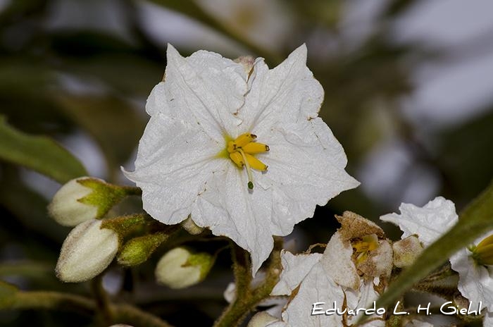 Solanum variabile