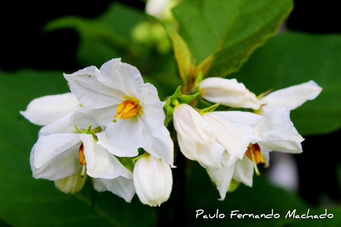 Solanum variabile