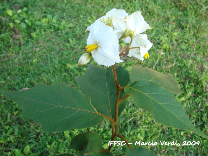 Solanum variabile