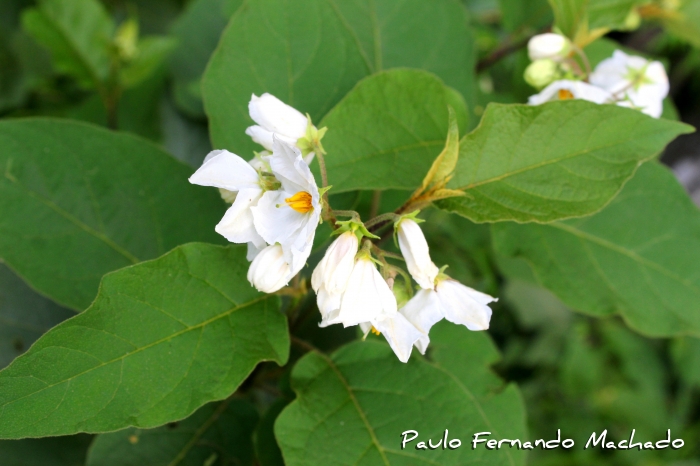 Solanum variabile