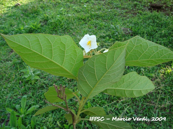 Solanum variabile