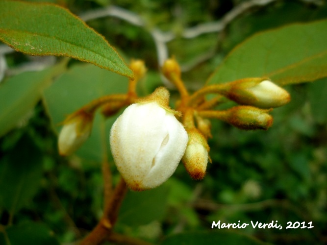 Solanum variabile