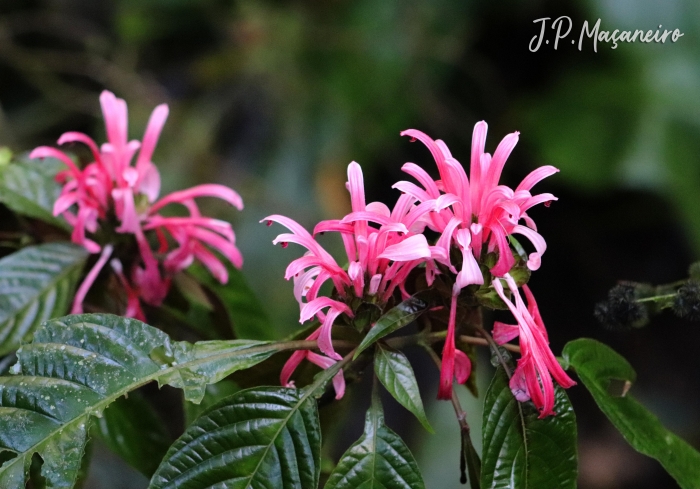 Justicia carnea