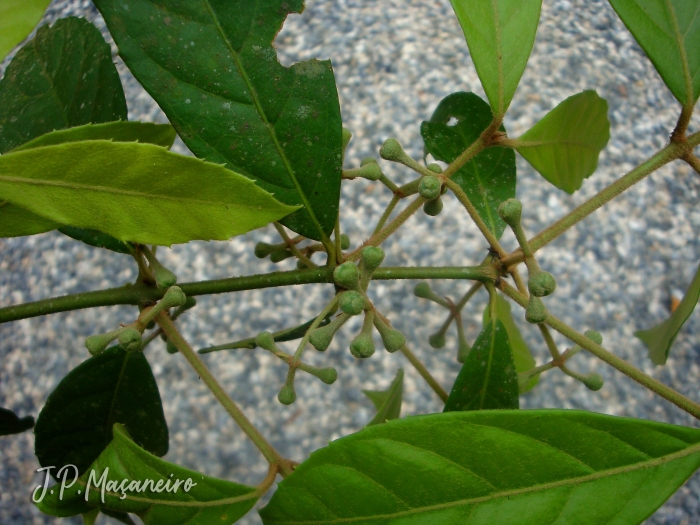 Mollinedia schottiana