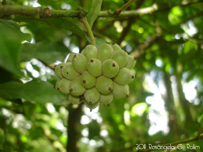 Mollinedia schottiana