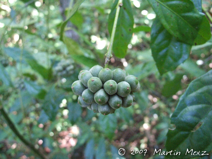 Mollinedia schottiana