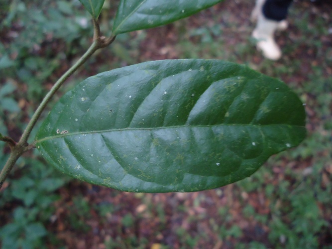 Mollinedia schottiana