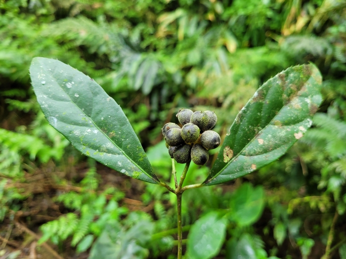 Mollinedia schottiana