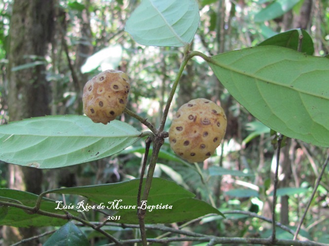 Mollinedia schottiana